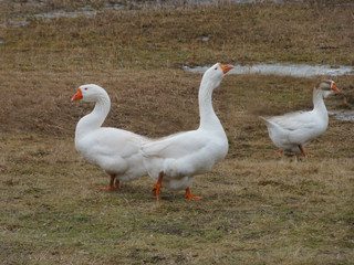 Geese, a very proud, intelligent beautiful bird.