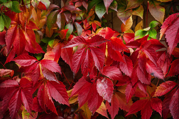 Fast growing ivy red leaves