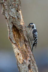 Female of Lesser spotted woodpecker. Dendrocopos minor