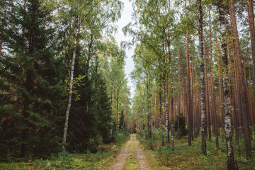 Fototapeta premium Trees in the forest