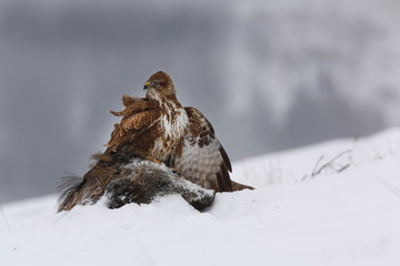 Wild bird of prey sitting proudly with a kill nearby in winter. Common buzzard, buteo buteo, concentrated in wilderness.