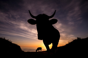 Fototapeta na wymiar cow in the spotlight at dawn