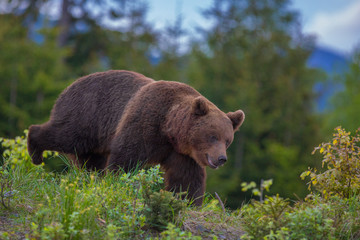 Brown bear ( ursus arctos) walking in forest