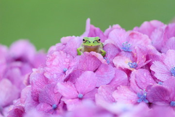 水滴の付いたピンクの紫陽花の上で佇むカエル