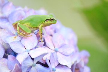 紫陽花の上でどこへ移動しようか考えているカエル