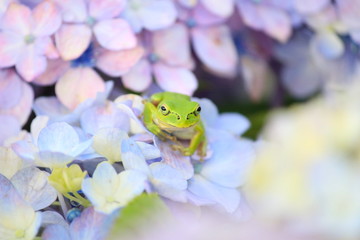 カラフルな紫陽花に乗っているカエル
