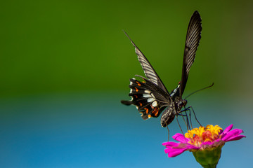 Naklejka premium Butterfly flying Wild flowers of clover and butterfly in a meadow in nature in the rays of sunlight in summer in the spring close-up of a macro. A picturesque colorful artistic image with a soft focus