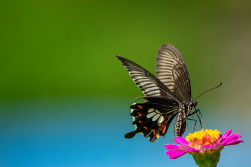 Obraz premium Butterfly flying Wild flowers of clover and butterfly in a meadow in nature in the rays of sunlight in summer in the spring close-up of a macro. A picturesque colorful artistic image with a soft focus