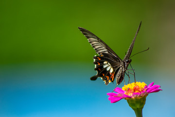 Butterfly flying Wild flowers of clover and butterfly in a meadow in nature in the rays of sunlight in summer in the spring close-up of a macro. A picturesque colorful artistic image with a soft focus