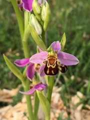 Bee orchid or Ophrys apifera - wild orchid in europe