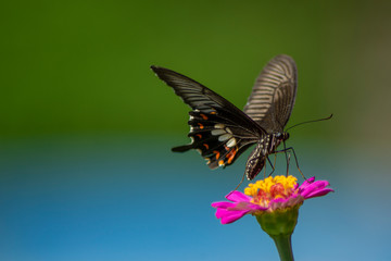 Butterfly flying Wild flowers of clover and butterfly in a meadow in nature in the rays of sunlight in summer in the spring close-up of a macro. A picturesque colorful artistic image with a soft focus
