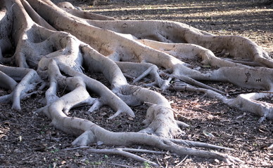Large roots of a tree expanding on the ground