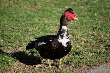 A duck standing on the grass of a park