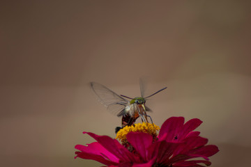 Butterfly flying Wild flowers of clover and butterfly in a meadow in nature in the rays of sunlight in summer in the spring close-up of a macro. A picturesque colorful artistic image with a soft focus