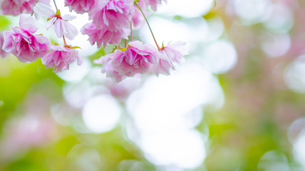 Pink cherry blossom (Sakura) flower. Soft focus cherry blossom or sakura flower on blurry background. Sakura and green leaves in the sun. Valentine's day. Copy space