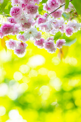Naklejka na ściany i meble Pink cherry blossom (Sakura) flower. Soft focus cherry blossom or sakura flower on blurry background. Sakura and green leaves in the sun. Valentine's day. Copy space
