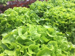 fresh organic green salad  in the garden