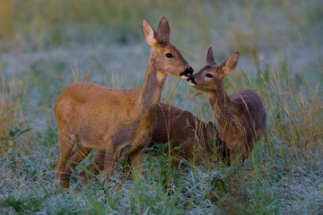 Roe deer family (Capreolus capreolus), wildlife scenery, Slovakia