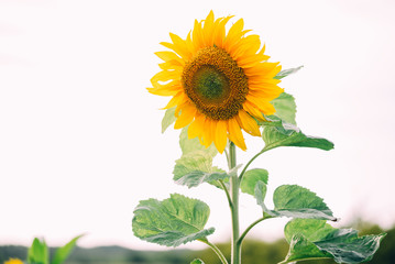 Close up of beautiful sunflower
