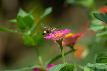 Butterfly flying Wild flowers of clover and butterfly in a meadow in nature in the rays of sunlight in summer in the spring close-up of a macro. A picturesque colorful artistic image with a soft focus