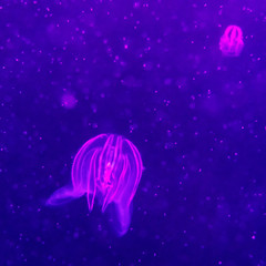 jellyfisch by swimming under the water