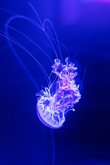 jellyfisch by swimming under the water