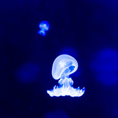 jellyfisch by swimming under the water