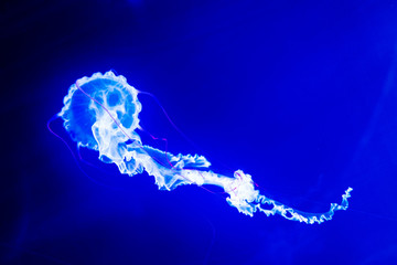 jellyfisch by swimming under the water