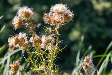 Field inflorescences closeup