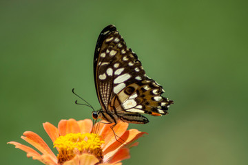 Butterfly flying Wild flowers of clover and butterfly in a meadow in nature in the rays of sunlight in summer in the spring close-up of a macro. A picturesque colorful artistic image with a soft focus