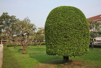 Royal gardens in Siem Reap (Siemreap). Cambodia