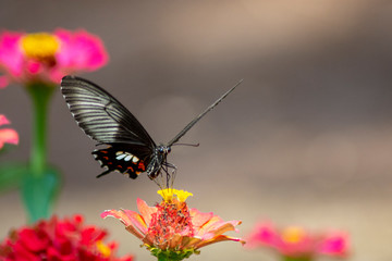 Butterfly flying Wild flowers of clover and butterfly in a meadow in nature in the rays of sunlight in summer in the spring close-up of a macro. A picturesque colorful artistic image with a soft focus