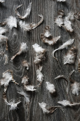 background feathers scattered on a wooden table