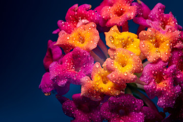Fototapeta na wymiar Closeup of Trumpet Flowers