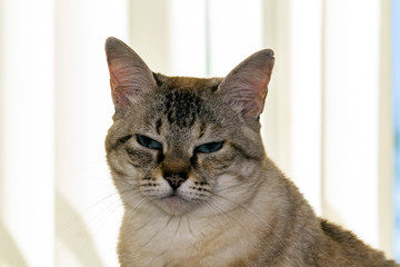 Gata Nina IMG_5848