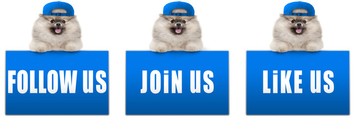 cute pomeranian dog with blue cap, leaning with paws on blue social media sign with text follow us,...