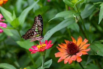 Obraz premium Butterfly flying Wild flowers of clover and butterfly in a meadow in nature in the rays of sunlight in summer in the spring close-up of a macro. A picturesque colorful artistic image with a soft focus