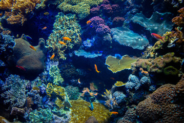 Naklejka na ściany i meble Beautiful algae and corals with bright colorful fish in the aquarium.