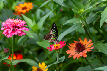 Butterfly flying Wild flowers of clover and butterfly in a meadow in nature in the rays of sunlight in summer in the spring close-up of a macro. A picturesque colorful artistic image with a soft focus