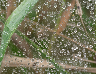 gotas de agua sobre tela de araña