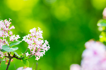 Spring branch of blossoming lilac. Lilac flowers bunch over blurred background. Purple lilac flower with blurred green leaves. Valentine's day. Copy space