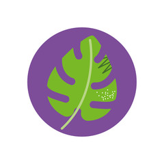 Isolated natural leaf vector design