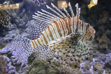 Red lionfish - Beautiful and dangerous animals. 