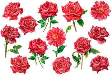 set of red roses and dahlias on a white background, watercolor illustration, botanical painting, beautiful flowers, holiday Valentine's Day