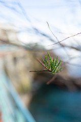 Genova Nervi is a rustic seaside Italian town in Italian Riviera
