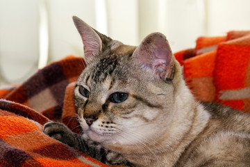 Gata Nina IMG_5865