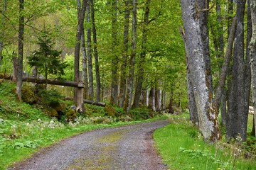 On the road in Sumava national park - Czech republic
