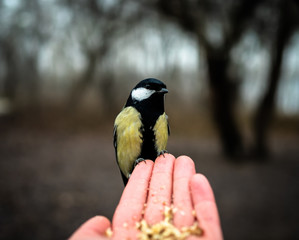 Obraz na płótnie Canvas Beautiful great tit bird hand feeding. Cute titmouse birdie sitting on a hand & eating nuts and seeds. 