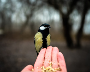 Beautiful great tit bird hand feeding. Cute titmouse birdie sitting on a hand & eating nuts and seeds.	