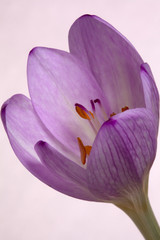 Colchicum - Autumn Crocus